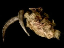 Animal Prop Goat Head Rotted Deluxe