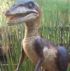 Velociraptor Static Dinosaur Display Prop Static -Halloween Props Store 60a069 1c92af6665ca4645a81d73f9e5c43ee0mv2