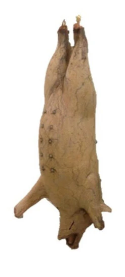 56" Hanging Pig Prop