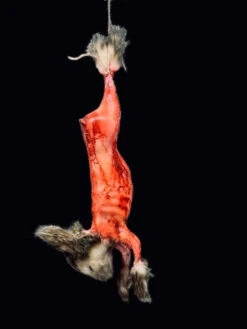 Animal Prop Rabbit Hanging Skinned W/Fur - Medium
