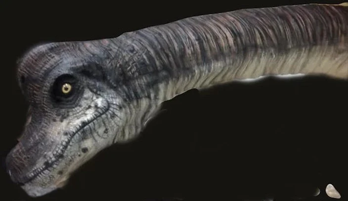 Brachiosaurus Static Display Prop 1 Brachiosaurus Static Display Prop