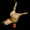 Animal Prop Chicken Hanging - HeadBROWN