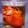 Small Lifelike Heart Apothecary Specimen Jar