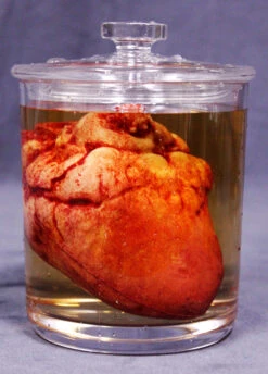 Small Lifelike Heart Apothecary Specimen Jar