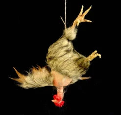 Animal Prop Chicken Hanging Plucked - Head BROWN