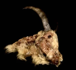 Animal Prop Goat Head Rotted Deluxe -Halloween Props Store 60a069 53780c0afbb04a15b22b9d9eeb4e7e15mv2