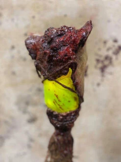 6' Lighted Pig Head Swamp Stick -Halloween Props Store 60a069 64a310739fca40528e4125bfe1a52100mv2