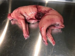 Rabbit Prop Skinned -Halloween Props Store 60a069 7424bf13b4c24c2e9fe59f1baf693faamv2
