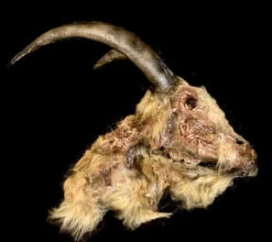 Animal Prop Goat Head Rotted Deluxe -Halloween Props Store 60a069 77f959c871a645a38b7b35a6e735e8acmv2
