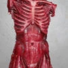 Muscle Torso Skin