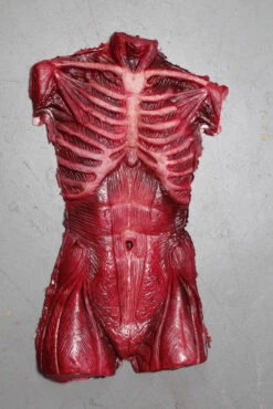 Muscle Torso Skin