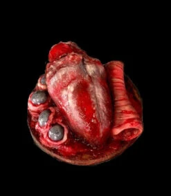 Animal Prop Beef Heart