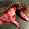 Animal Prop Rabbit Skinned With Fur - Large