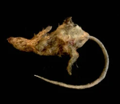 Animal Prop Large Rotting Rat