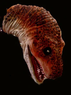 Dino Attack Animatronic -Halloween Props Store 60a069 93245887038c4451b0019a4542f5d758mv2