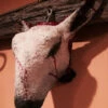 Full Size Sheep Head