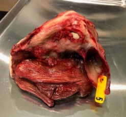 Animal Prop Butcher Lamb Head & Meat Cuts