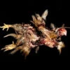 Animal Prop Chicken Rotting