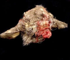 Animal Prop Goat Head Rotted Doe -Halloween Props Store 60a069 b989ef767adf4c909634ba1553476fe6mv2