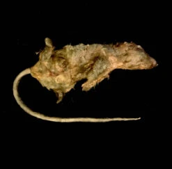 Animal Prop Large Rotting Rat -Halloween Props Store 60a069 ce3cecc2caae485ca66040f3ccba3d7emv2
