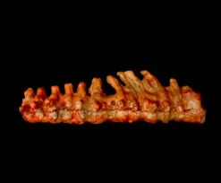 Animal Prop Spine