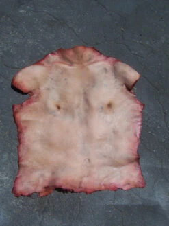 Human Torso Skin -Halloween Props Store 60a069 ea42a60f7ba14787ad87e95b491639a1mv2