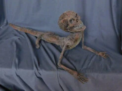 Alligator Boy Gaff -Halloween Props Store 60a069 f754ee76a5c14b7bbf780cd61c5e7786mv2