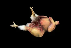 Putrid Gutted Chicken Prop