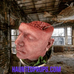 Head Dish 2 -Halloween Props Store 82c588 08d421623a8548b691e1d8264c78fd3dmv2