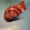 Silicone Human Heart