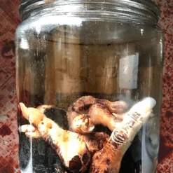 Fingers Speciman Jar -Halloween Props Store 82c588 393132951d64442f84e092de68f32e4cmv2