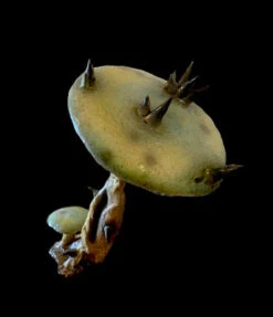 13” Tall Spiny Mushroom Prop -Halloween Props Store 82c588 3b472bd78df149b999e9374a4adc6641mv2