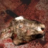 Animal Prop Calf Head Rotted