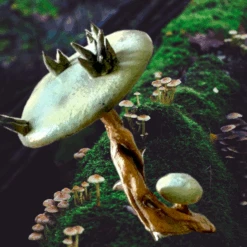 13” Tall Spiny Mushroom Prop -Halloween Props Store 82c588 6bb8a187e90d4a078c94cedc4b5e4eecmv2