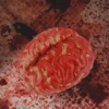 Halloween Brain Prop, Fake Bloody Brain Body Organ