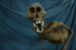 3 Ft. Feejee Mermaid Prop -Halloween Props Store 82c588 7972015cc81c42b48791324f14c97643mv2