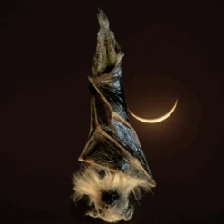 16" Custom Latex Bat -Halloween Props Store 82c588 8069beccf5f545728e4d60db9aac79c9mv2