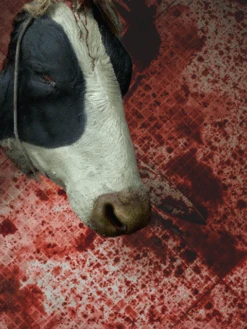 Severed Full Size Cow Head -Halloween Props Store 82c588 86e3511003ad425e9c0d909bd49bfae7mv2