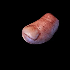 Severed Big Toe -Halloween Props Store 82c588 913589e6506a4b4b9e01eba372278407mv2