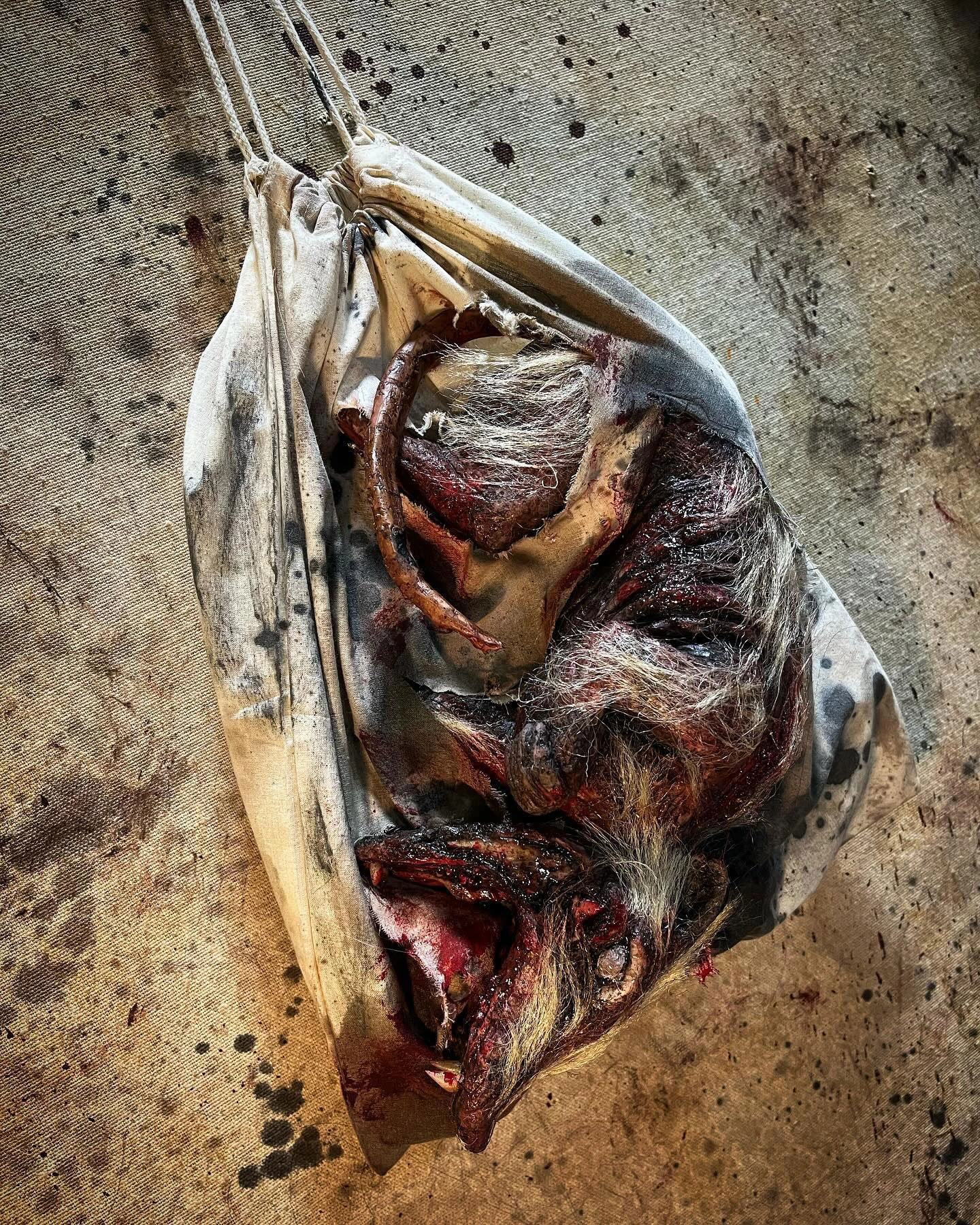 Roadkill Opossum In A Bag 2 Roadkill Opossum In A Bag - Image 2