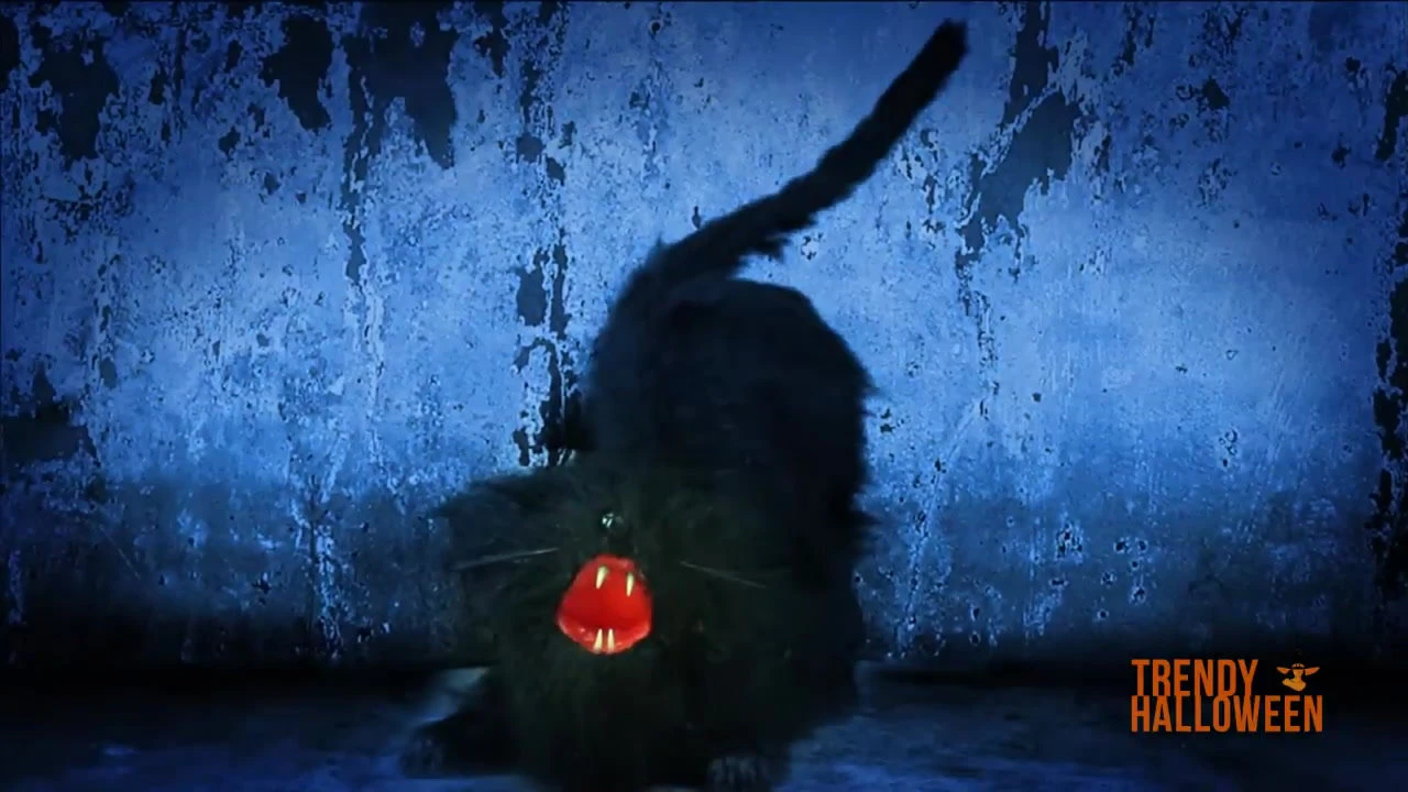 Animated Cat 1 Animated Cat