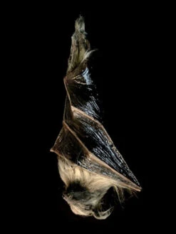 16" Custom Latex Bat