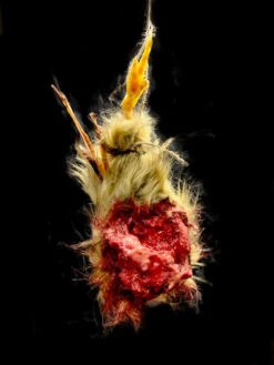 Headless Brown Dismembered Chicken