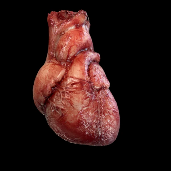 Silicone Human Heart 2 Silicone Human Heart - Image 2
