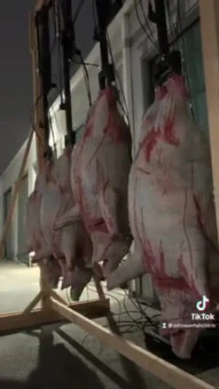 AnimatedDropping Pigs Animatronic -Halloween Props Store 82c588 de93d9eed24c480c851d5de982e71339f002