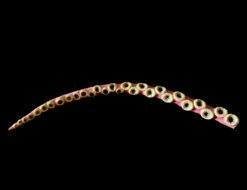 45 Inch Prop Flexible Tentacle. Latex Skinned