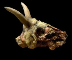 NASTY NANNY Goat Head.