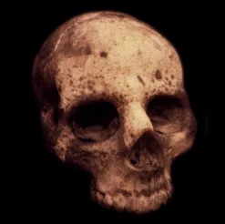 Custom Jawless Skull